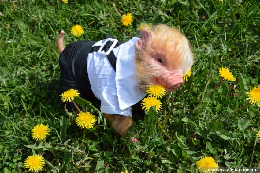 Мастерская Людмилы Скрылёвой. Малыш реборн пигги-свинка или мой настоящий джентельменчик (фото 7)
