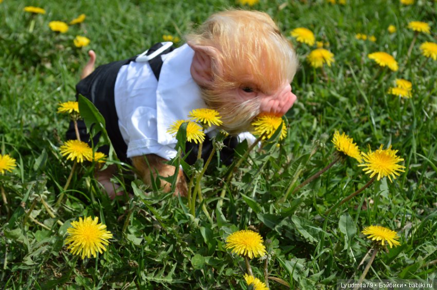 Мастерская Людмилы Скрылёвой. Малыш реборн пигги-свинка или мой настоящий джентельменчик (фото 6)