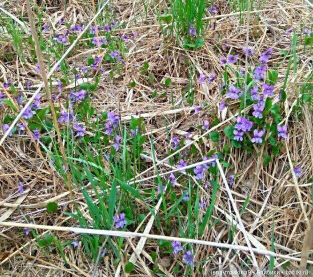 Анфиска (винтажная обезьянка) на природе в Мещере