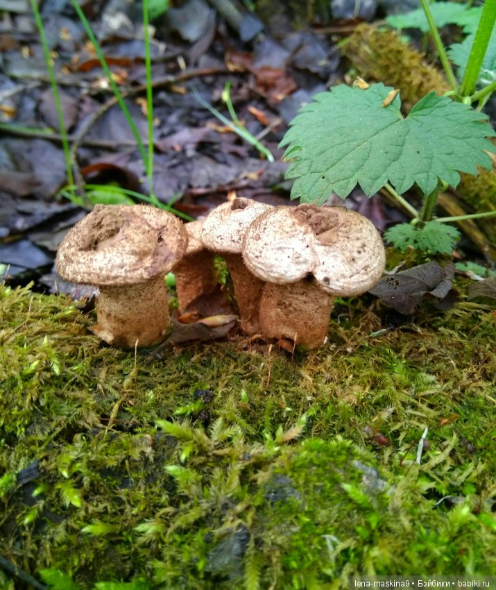 Анфиска (винтажная обезьянка) на природе в Мещере (фото 4)