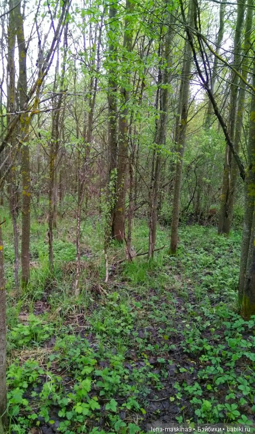 Анфиска (винтажная обезьянка) на природе в Мещере