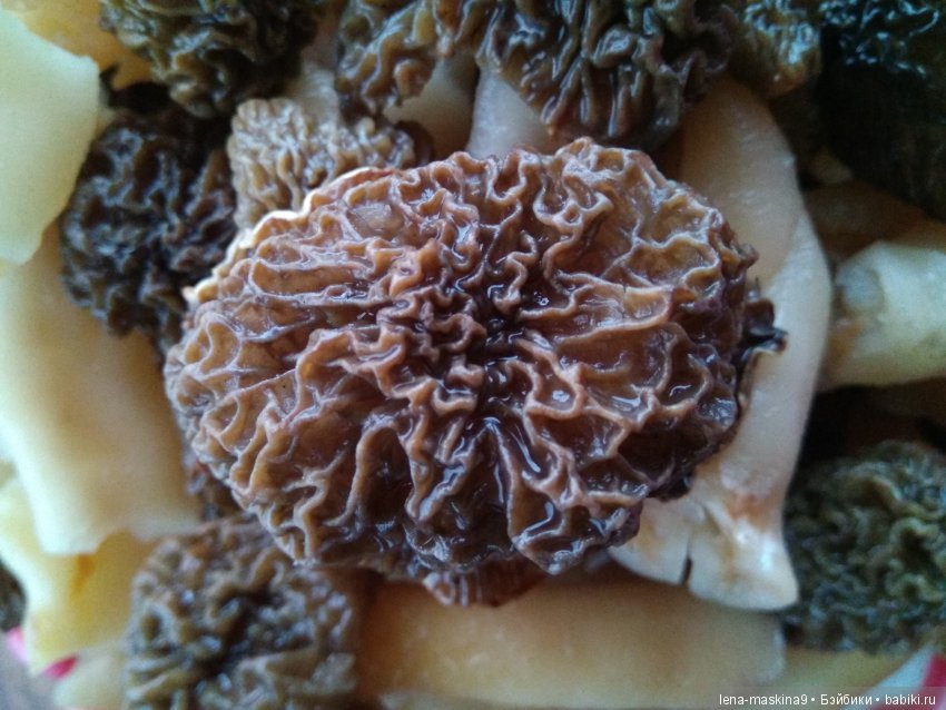 Анфиска (винтажная обезьянка) на природе в Мещере