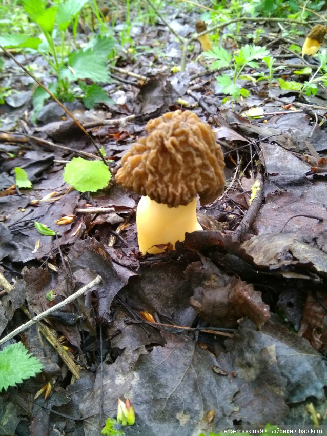 Анфиска (винтажная обезьянка) на природе в Мещере