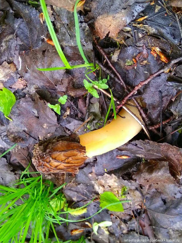 Анфиска (винтажная обезьянка) на природе в Мещере