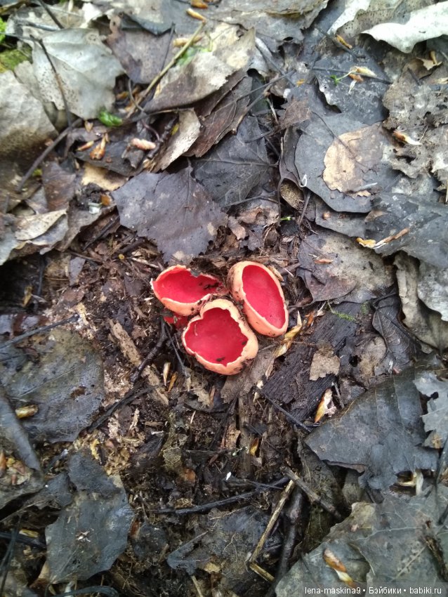 Анфиска (винтажная обезьянка) на природе в Мещере