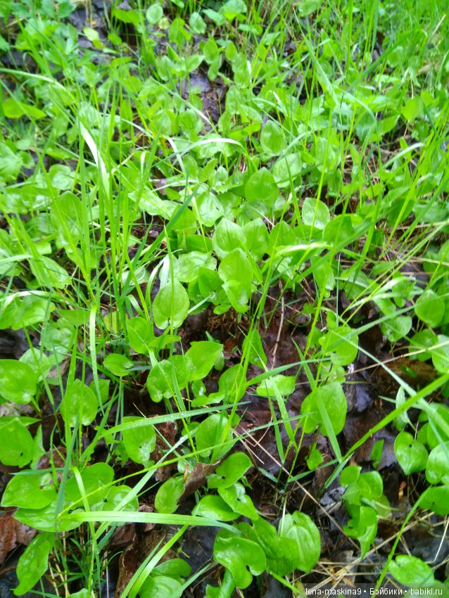 Анфиска (винтажная обезьянка) на природе в Мещере