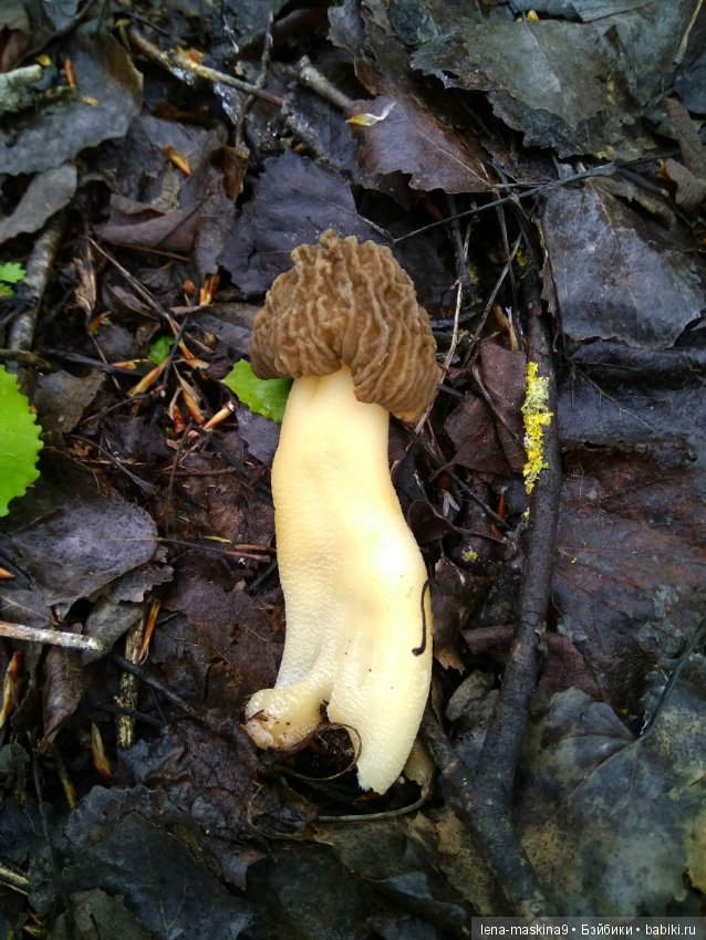 Анфиска (винтажная обезьянка) на природе в Мещере