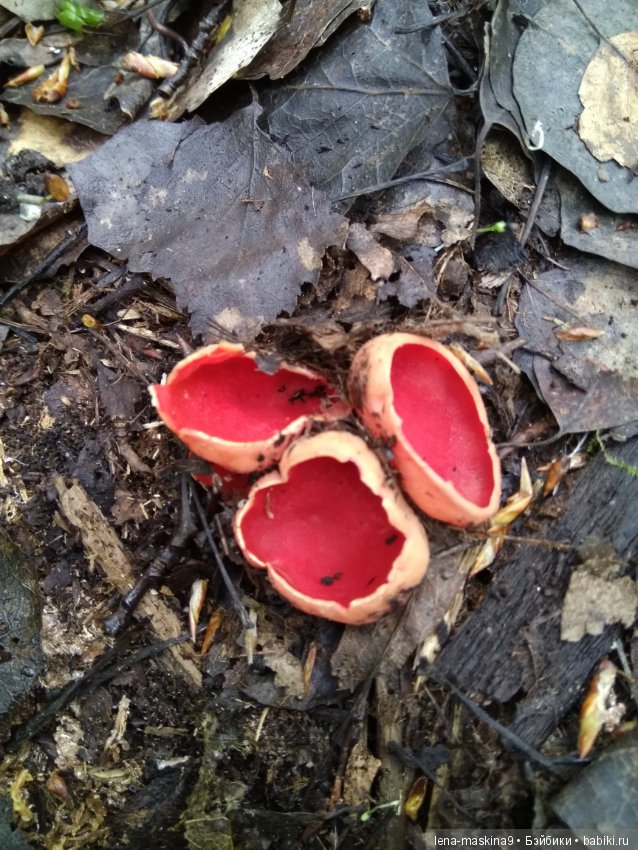 Анфиска (винтажная обезьянка) на природе в Мещере