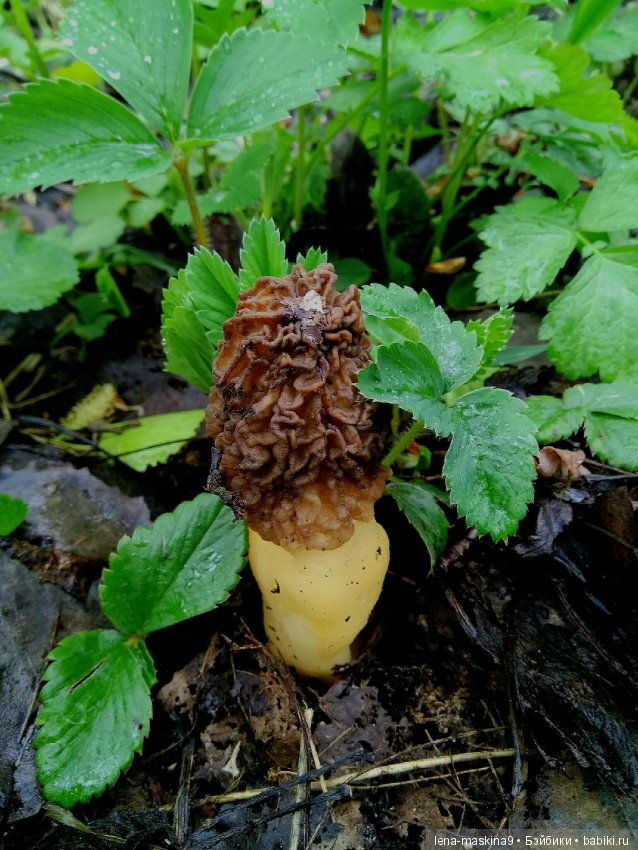 Анфиска (винтажная обезьянка) на природе в Мещере