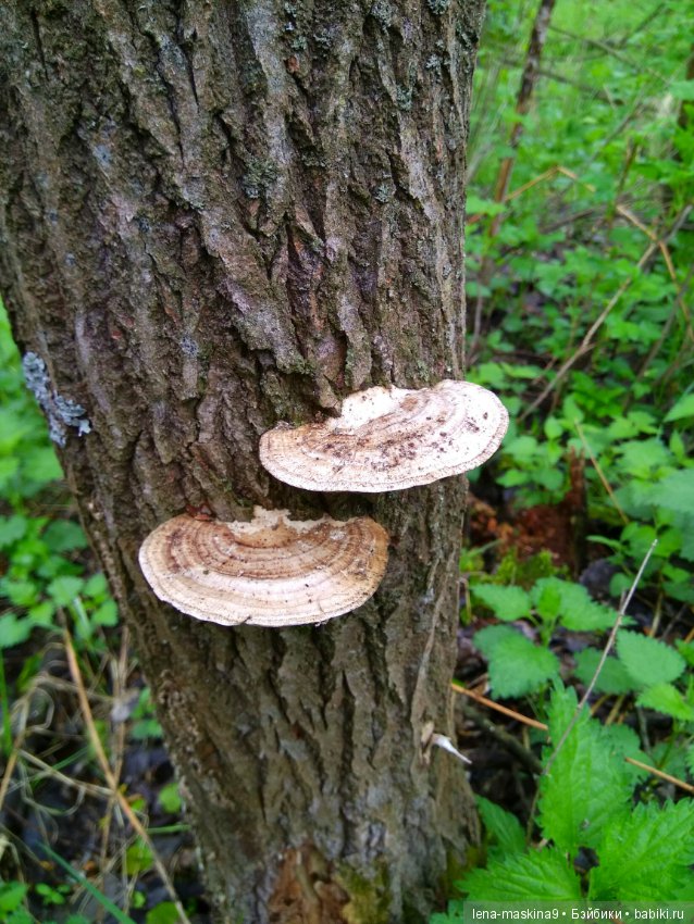 Анфиска (винтажная обезьянка) на природе в Мещере
