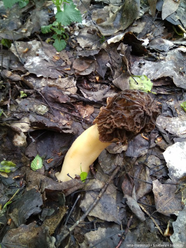 Анфиска (винтажная обезьянка) на природе в Мещере