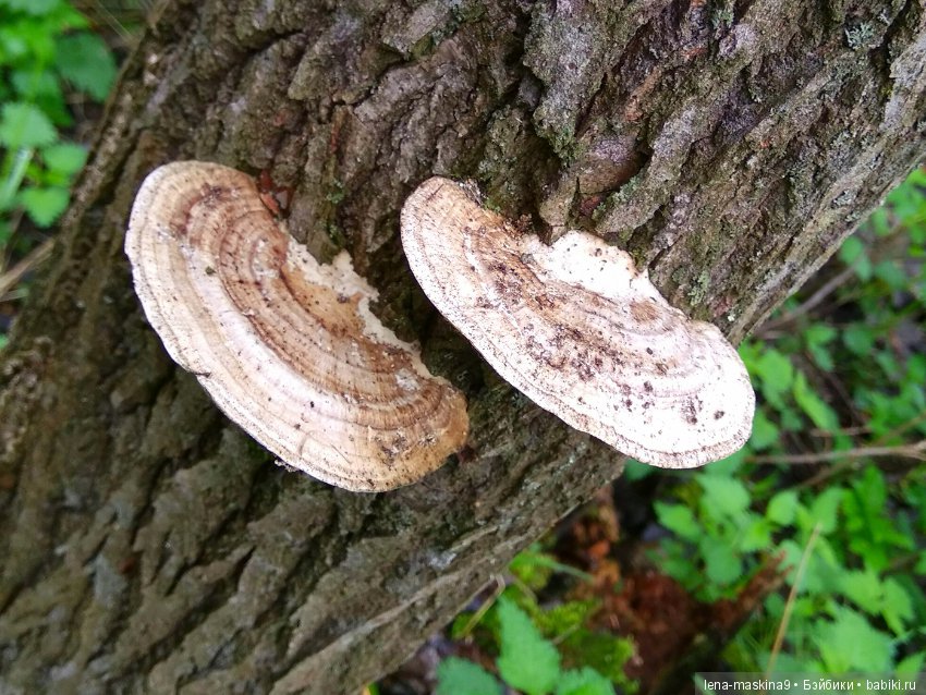 Анфиска (винтажная обезьянка) на природе в Мещере