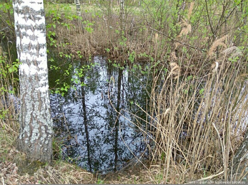 Анфиска (винтажная обезьянка) на природе в Мещере