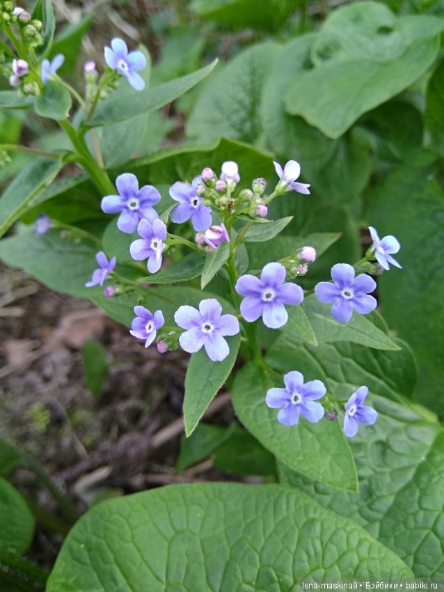 Анфиска (винтажная обезьянка) на природе в Мещере