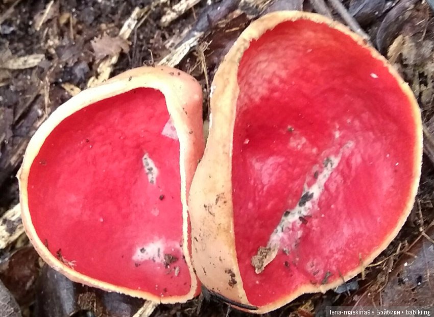 Анфиска (винтажная обезьянка) на природе в Мещере