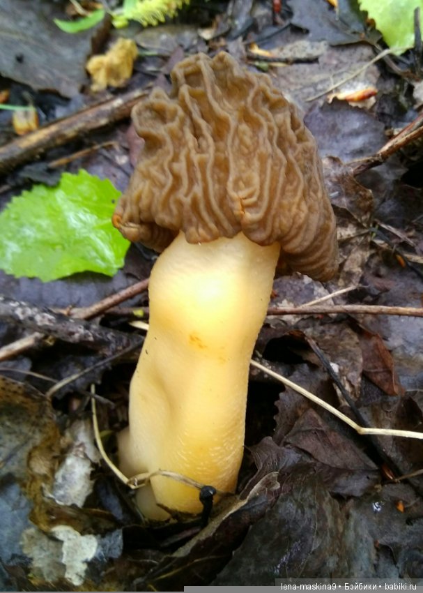 Анфиска (винтажная обезьянка) на природе в Мещере