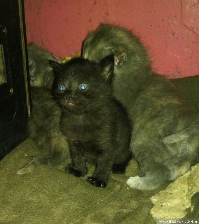 Подсунули! Кинули! Хотел реборнов, хотел шарнирных, а получил вот что (фото 2)