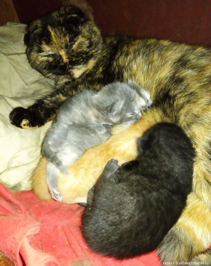 Подсунули! Кинули! Хотел реборнов, хотел шарнирных, а получил вот что (фото 8)