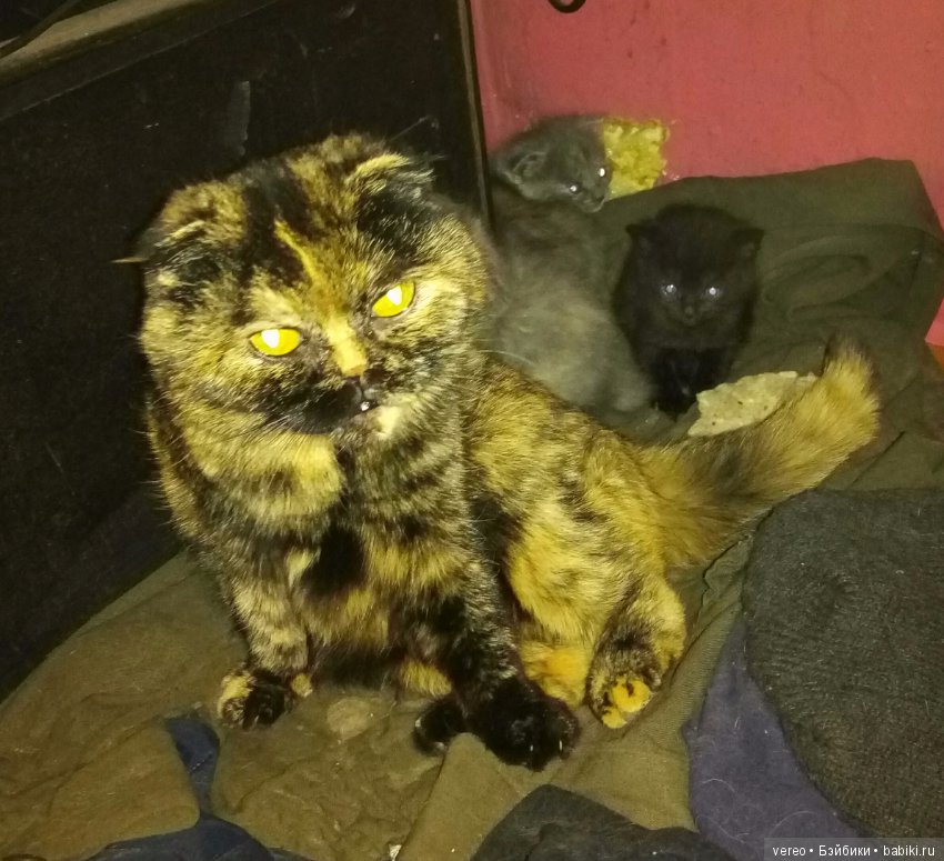 Подсунули! Кинули! Хотел реборнов, хотел шарнирных, а получил вот что (фото 4)