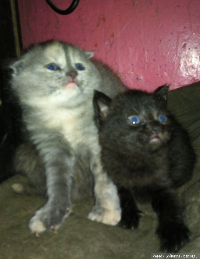 Подсунули! Кинули! Хотел реборнов, хотел шарнирных, а получил вот что (фото 3)