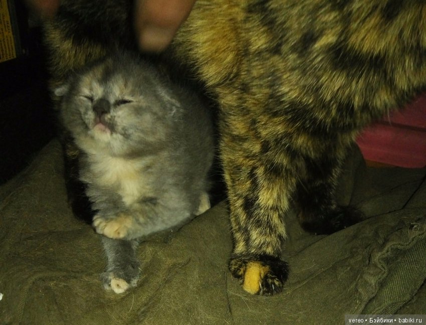 Подсунули! Кинули! Хотел реборнов, хотел шарнирных, а получил вот что (фото 5)