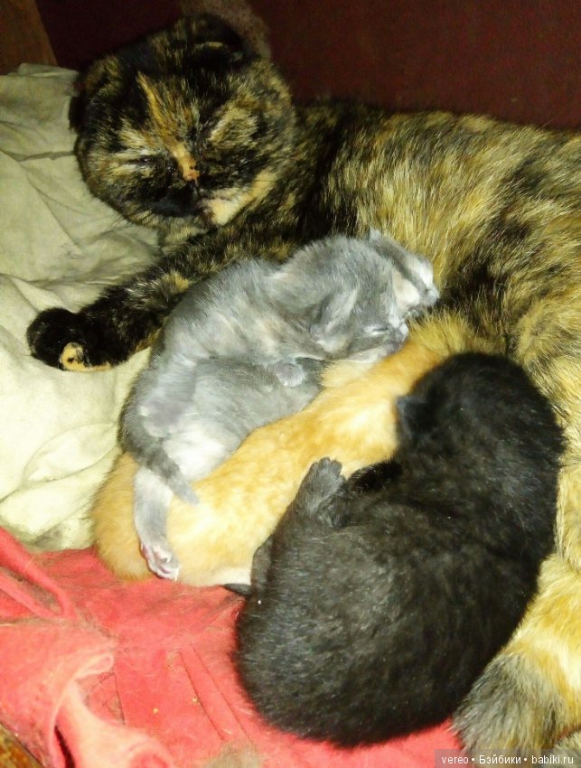 Подсунули! Кинули! Хотел реборнов, хотел шарнирных, а получил вот что (фото 6)