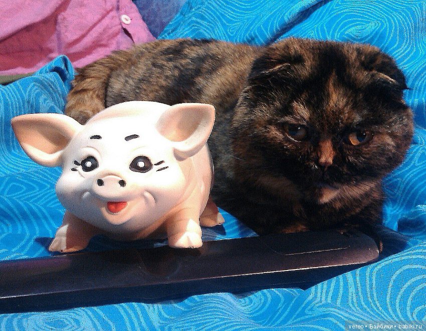 Подсунули! Кинули! Хотел реборнов, хотел шарнирных, а получил вот что