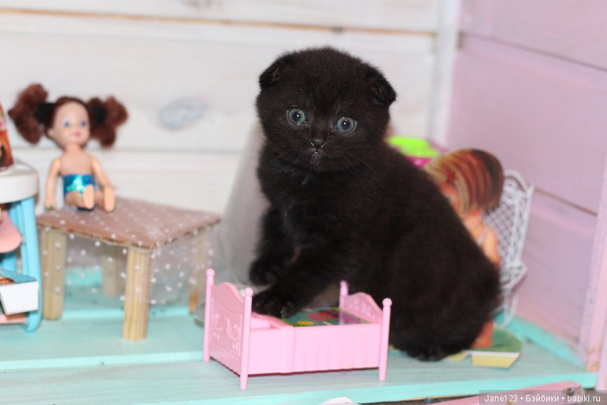 Моя коллекция Lexi — Куклы Effanbee (Эффанби): Patsy (Патси)