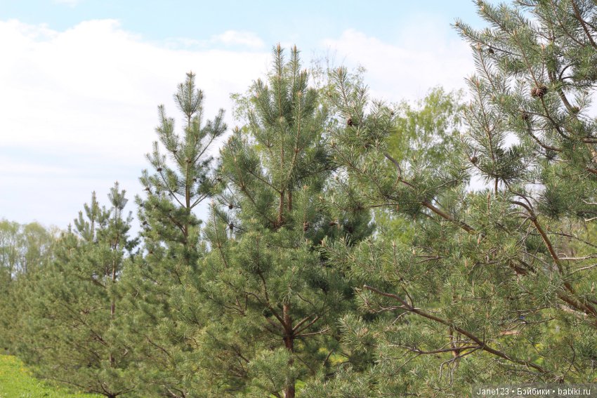 Одувашки. Коллекционные куклы (фото 7)