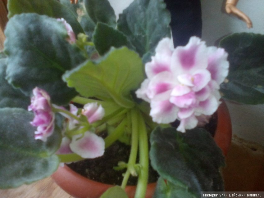 Весна-весна, цветы-цветы — Куклы Monster High и Ever After High: G1