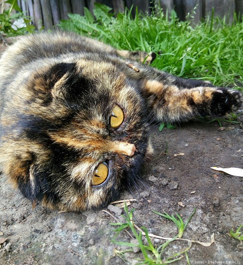 Минутка котиков в рабочий полдень) или в счастливый вечер для тех, кто видит солнце раньше) (фото 2)