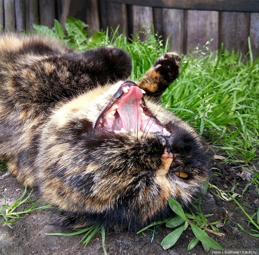 Минутка котиков в рабочий полдень) или в счастливый вечер для тех, кто видит солнце раньше) (фото 6)