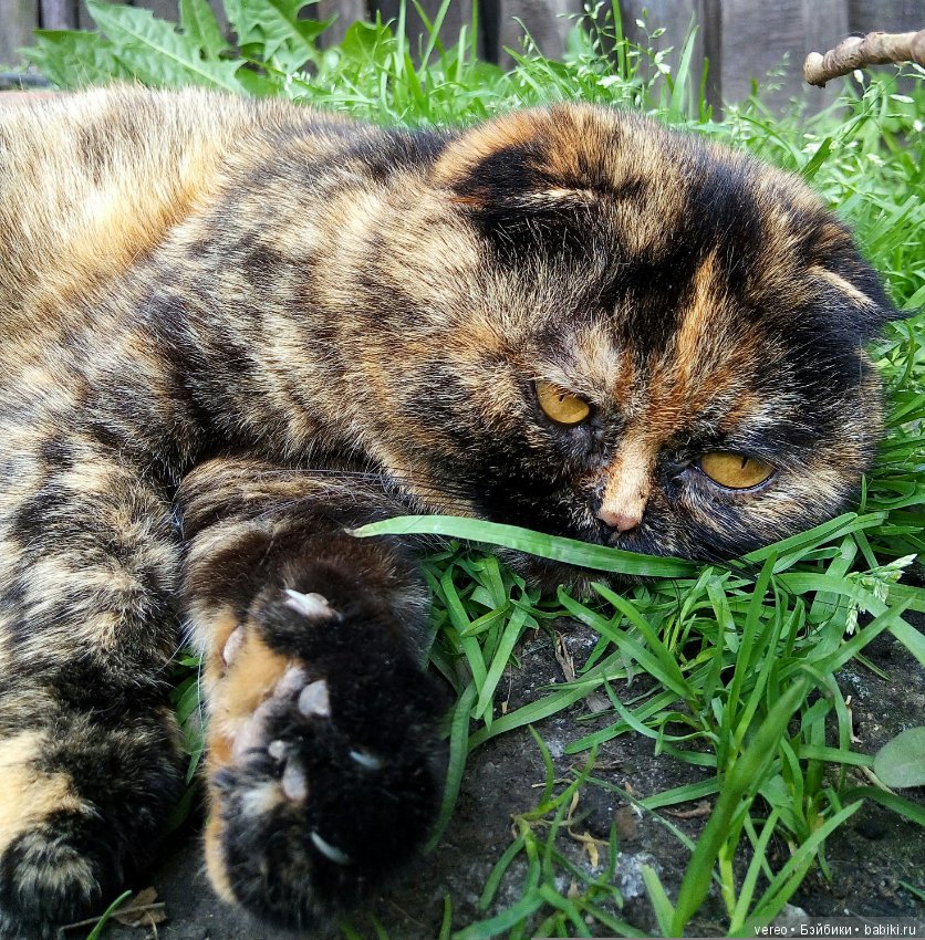 Минутка котиков в рабочий полдень) или в счастливый вечер для тех, кто видит солнце раньше) (фото 7)