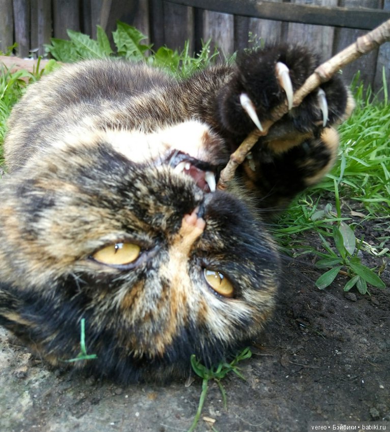 Минутка котиков в рабочий полдень) или в счастливый вечер для тех, кто видит солнце раньше) (фото 4)