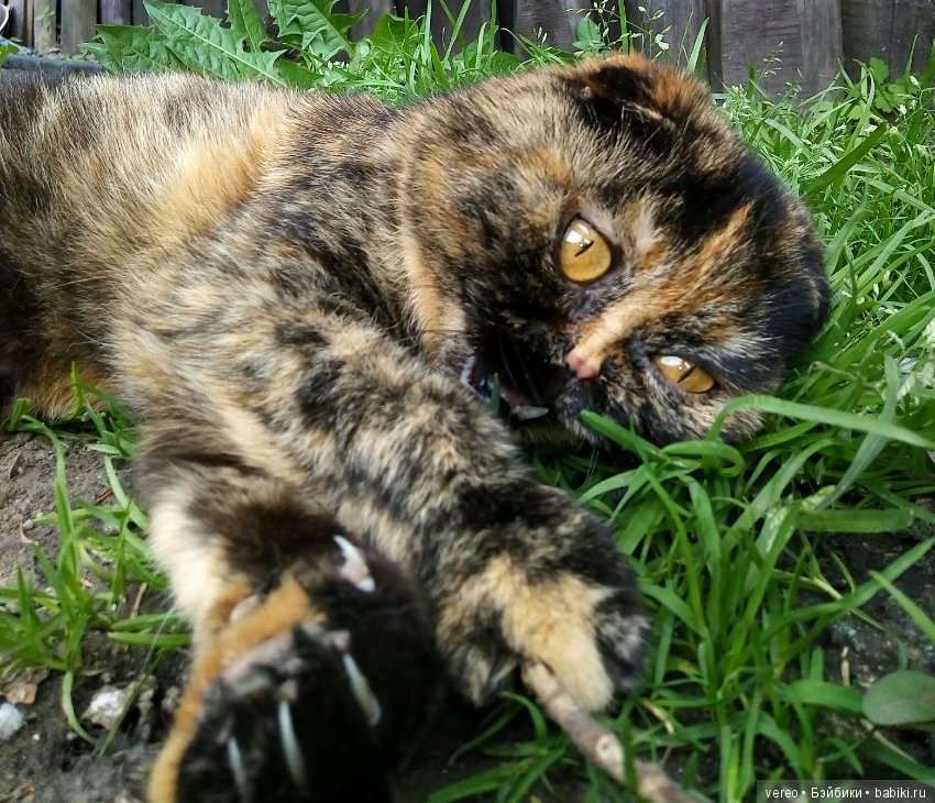 Минутка котиков в рабочий полдень) или в счастливый вечер для тех, кто видит солнце раньше) (фото 9)