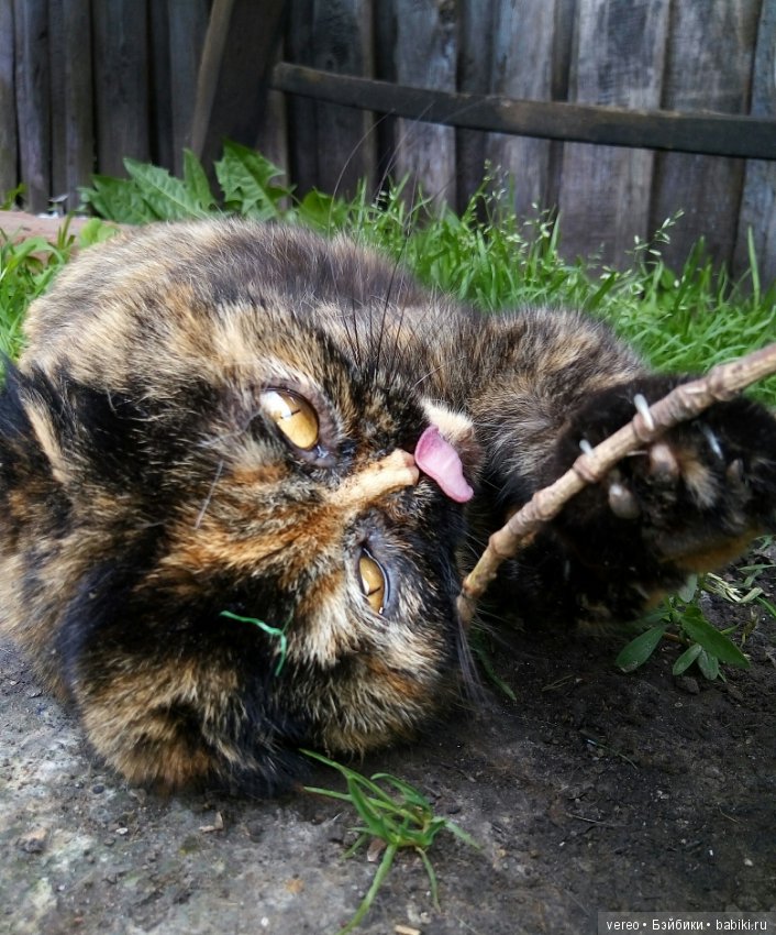 Минутка котиков в рабочий полдень) или в счастливый вечер для тех, кто видит солнце раньше) (фото 5)