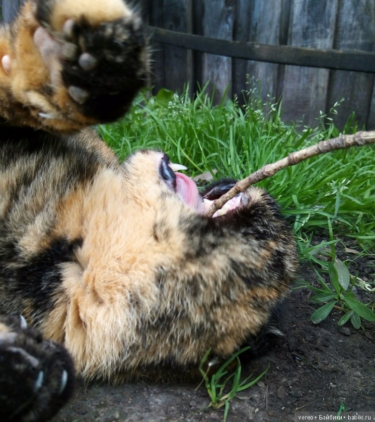 Минутка котиков в рабочий полдень) или в счастливый вечер для тех, кто видит солнце раньше) (фото 3)