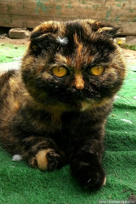 Минутка котиков в рабочий полдень) или в счастливый вечер для тех, кто видит солнце раньше) (фото 10)