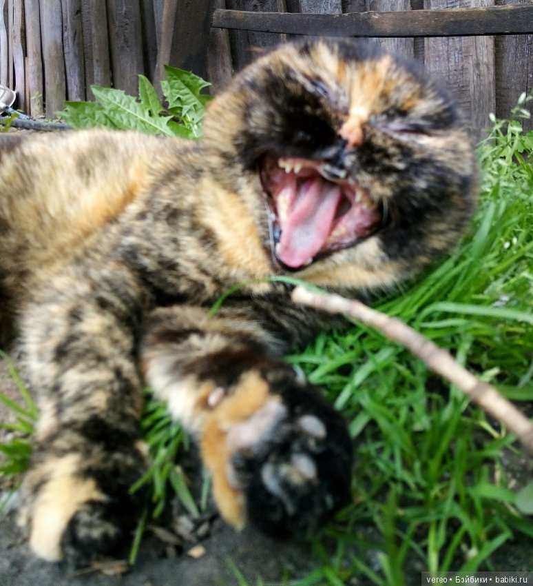 Минутка котиков в рабочий полдень) или в счастливый вечер для тех, кто видит солнце раньше) (фото 8)