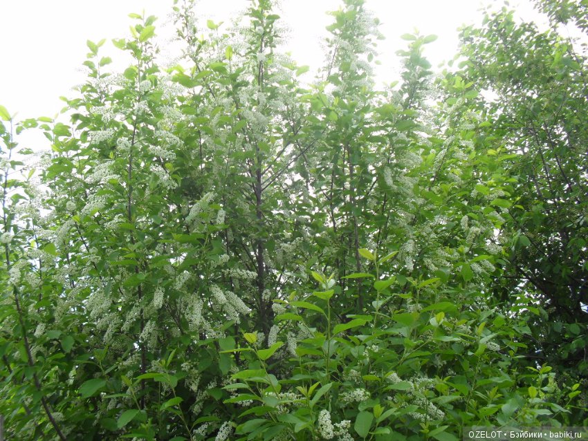 Первая прогулка с куклой Готц (фото 10)