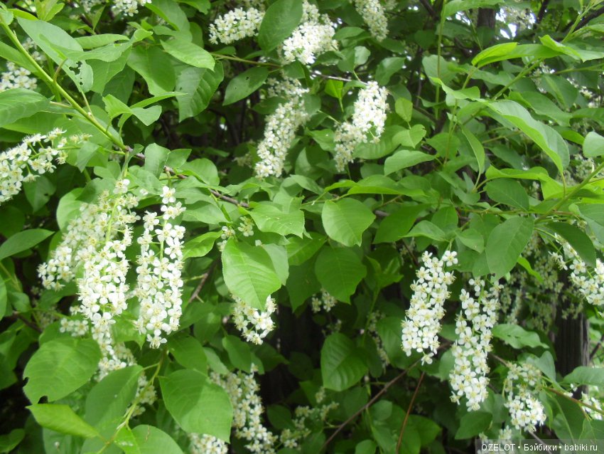 Первая прогулка с куклой Готц (фото 9)