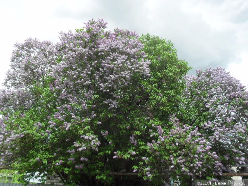 Первая прогулка с куклой Готц (фото 2)