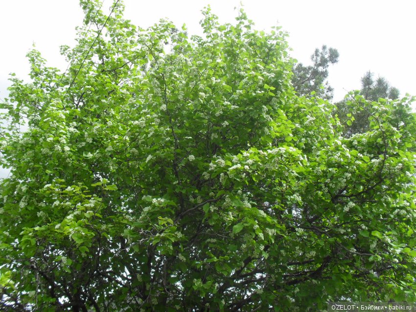 Первая прогулка с куклой Готц (фото 5)