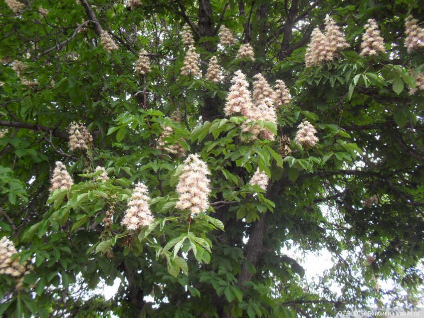 Первая прогулка с куклой Готц (фото 7)