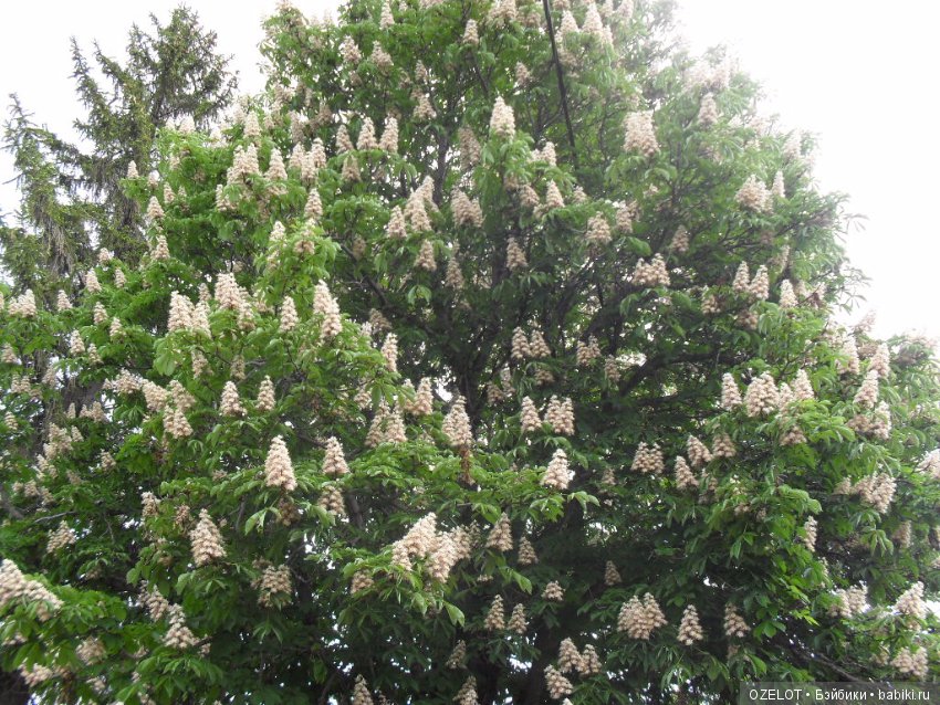 Первая прогулка с куклой Готц (фото 6)