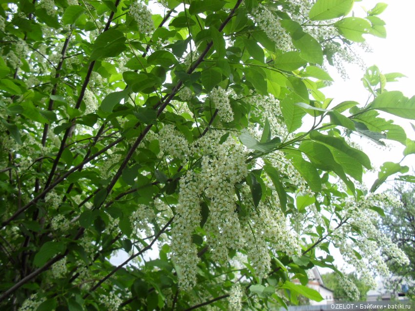 Первая прогулка с куклой Готц (фото 8)