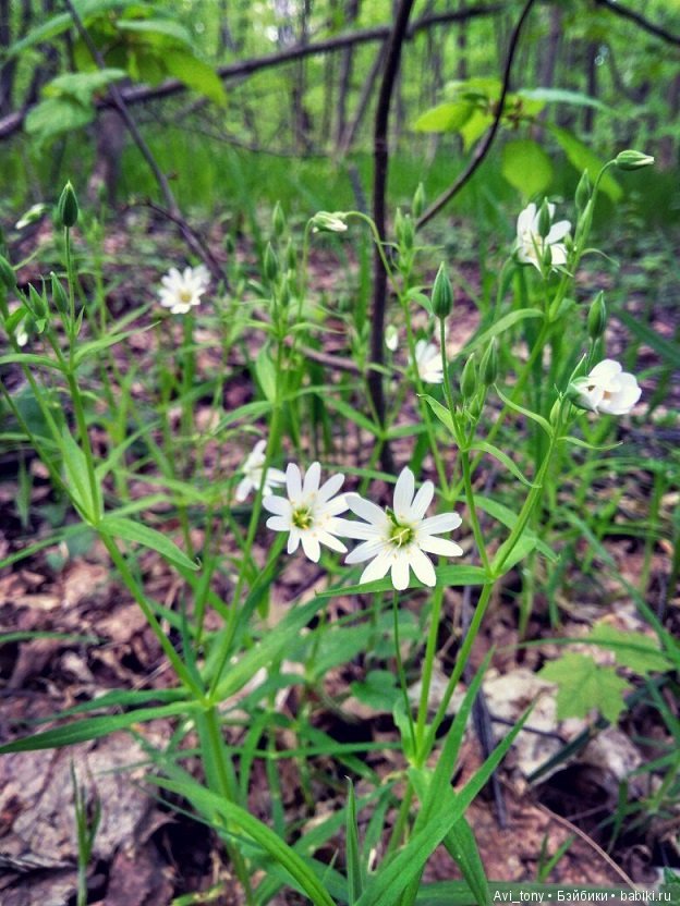 Ясколка полевая. Прогулка с BJD куклой 5stardoll (фото 4)