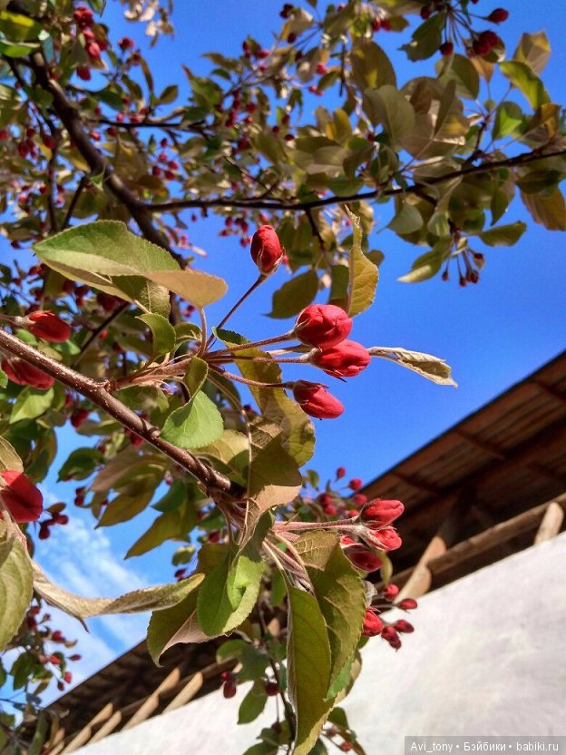 Цветение у стен Новоспасского монастыря (фото 8)