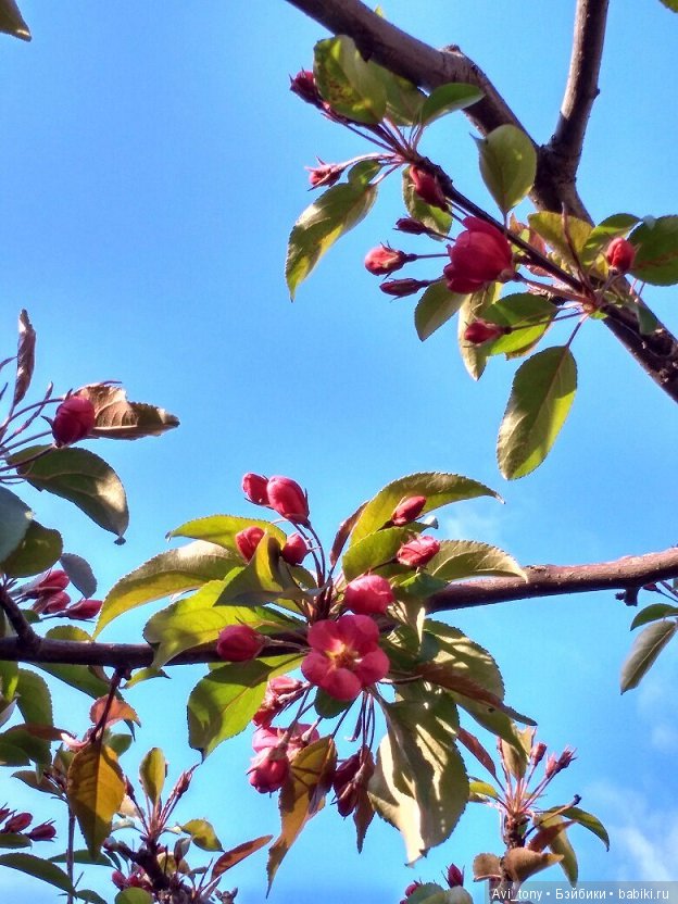 Цветение у стен Новоспасского монастыря