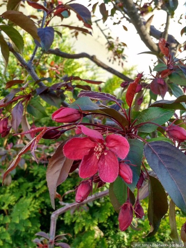 Цветение у стен Новоспасского монастыря (фото 6)